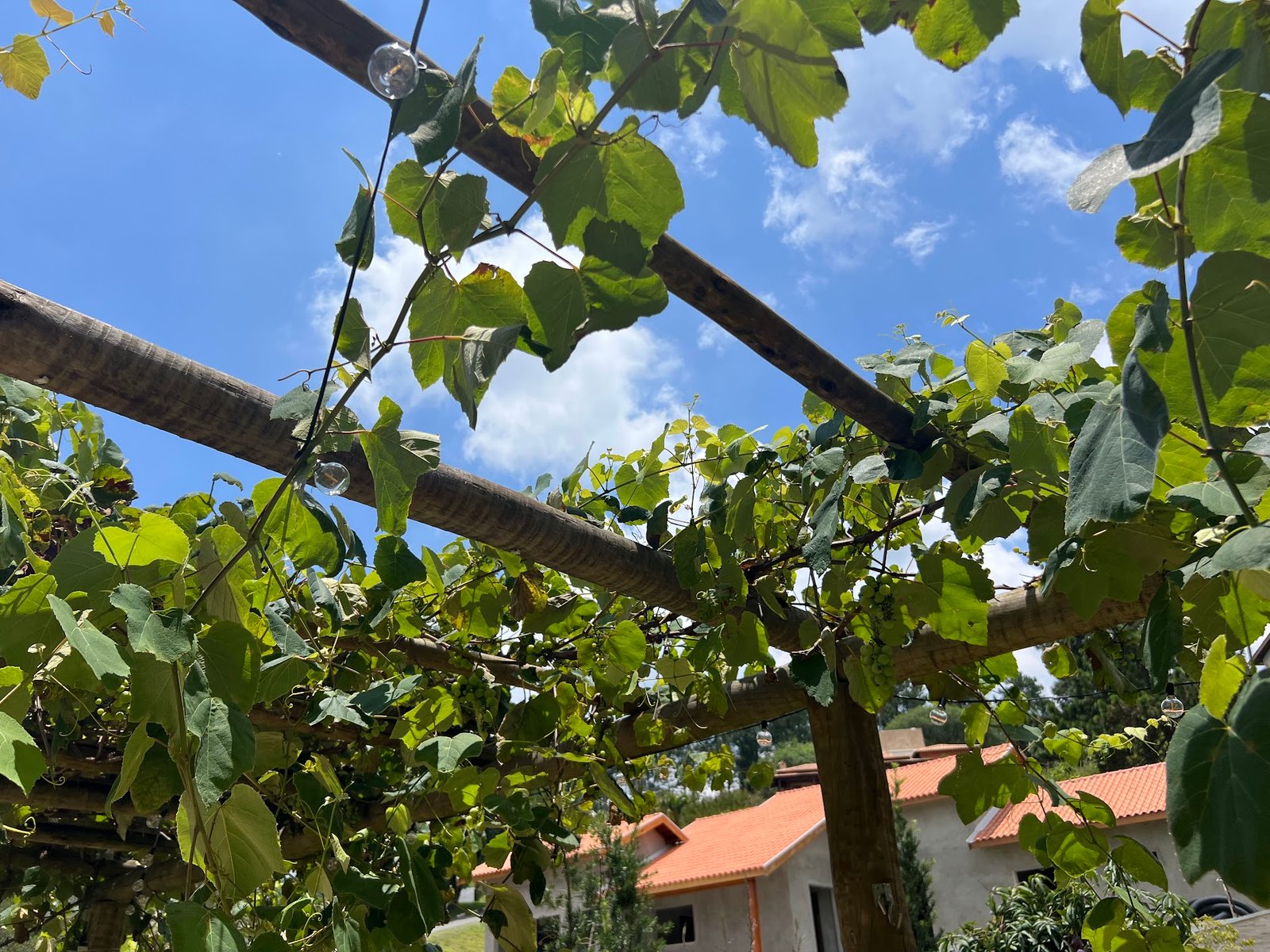 Pomar casa São Roque